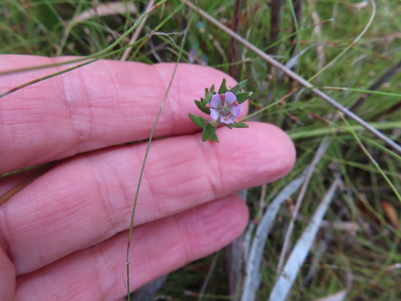 Agathosma hirsuta photo 3