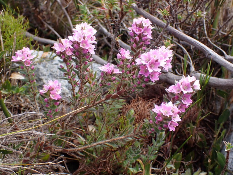 Agathosma hirsuta photo 4