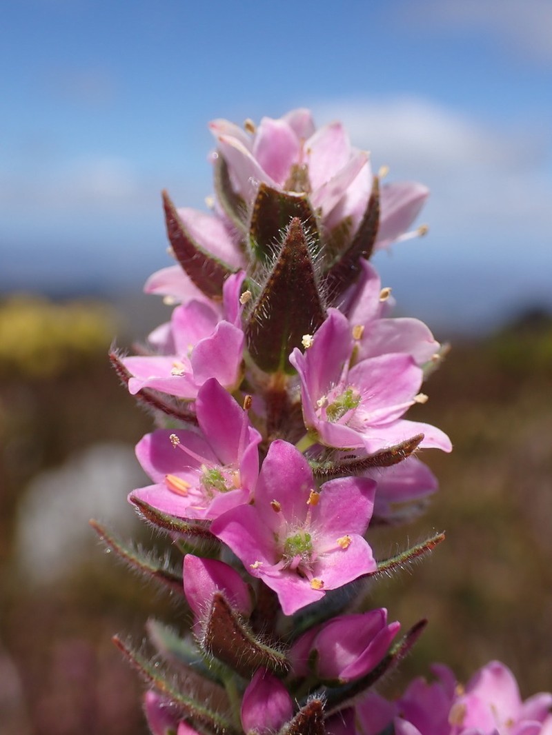 Agathosma hirsuta photo 5