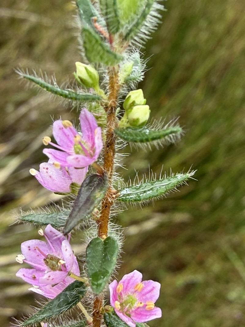 Agathosma hirsuta photo 6