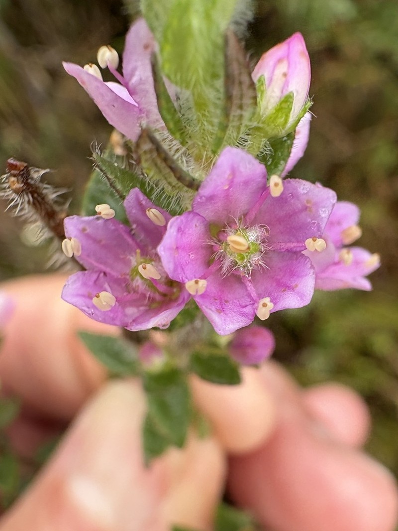 Agathosma hirsuta photo 7