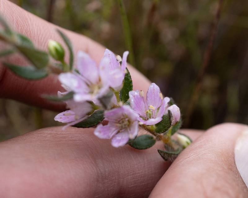 Agathosma hirsuta photo 8