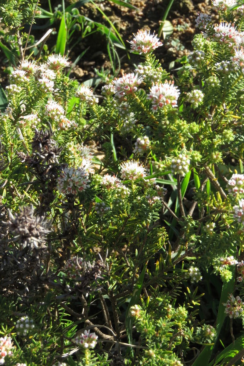 Agathosma hispida