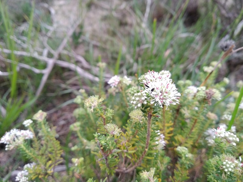 Agathosma hispida photo 2
