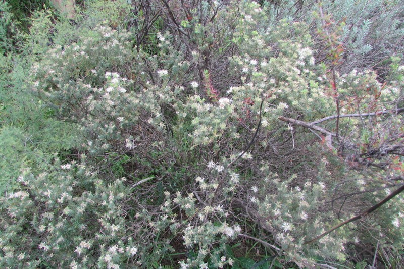Agathosma hispida photo 3