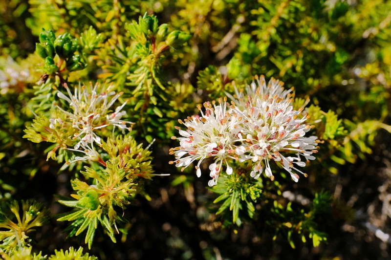 Agathosma hispida photo 4