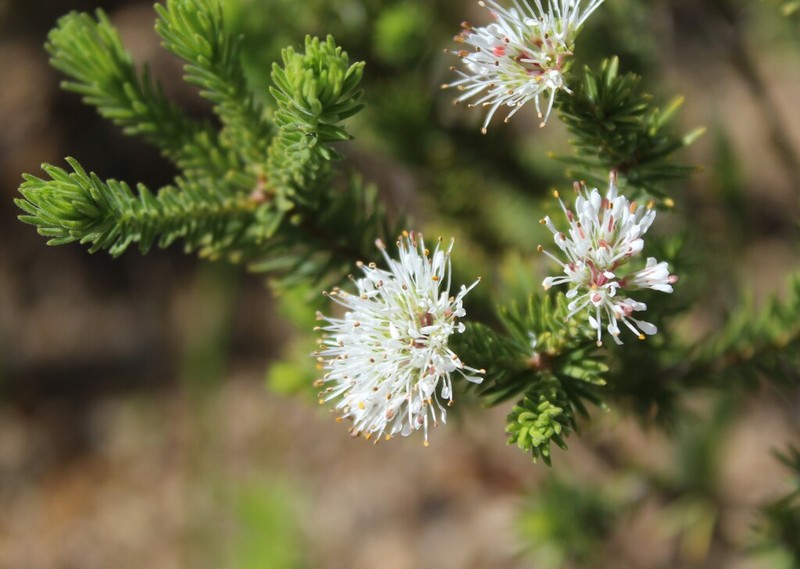 Agathosma hispida photo 5