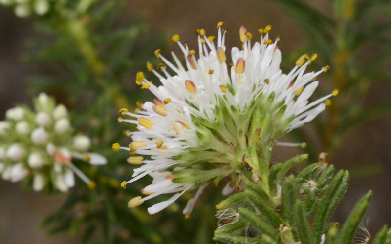 Agathosma hispida photo 6