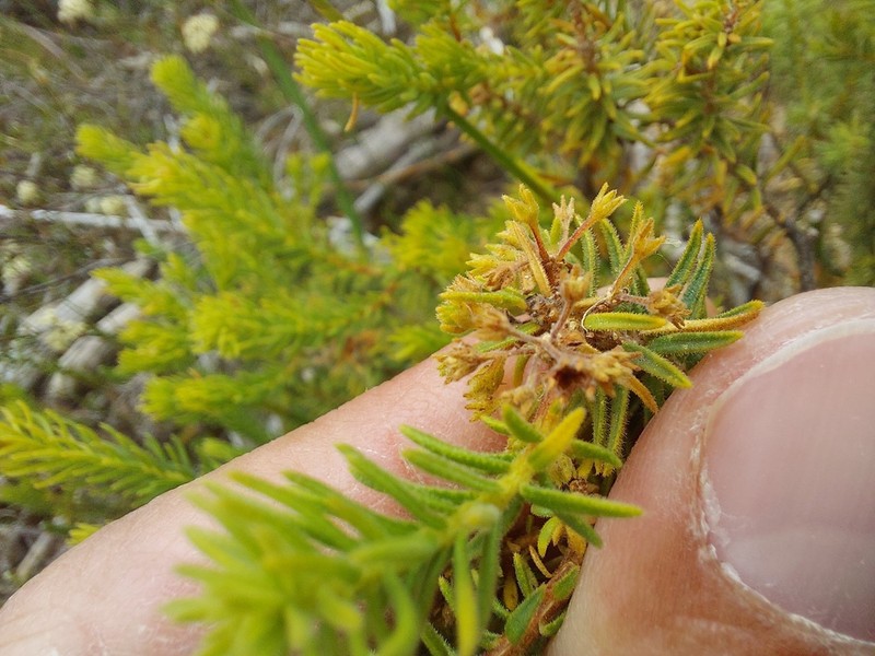 Agathosma hispida photo 7