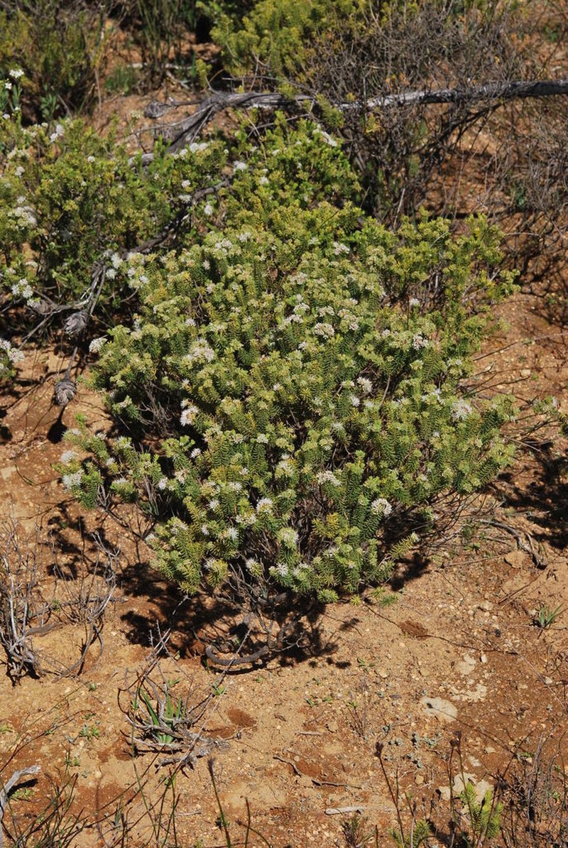 Agathosma hispida photo 8