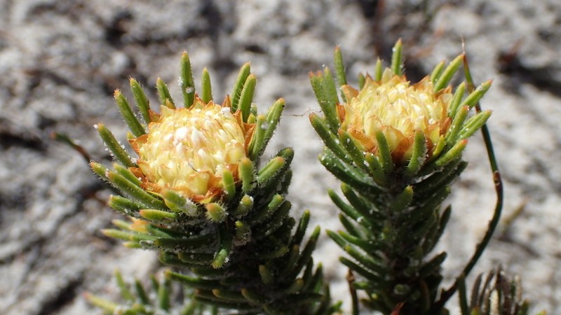 Agathosma hookeri