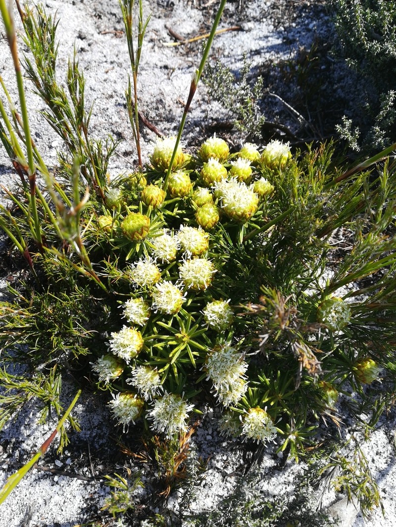 Agathosma hookeri photo 2