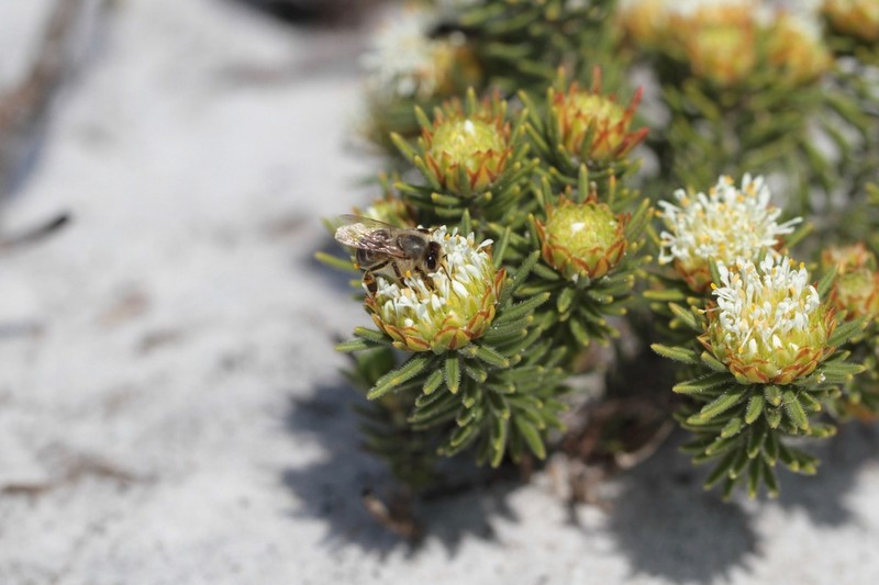 Agathosma hookeri photo 3