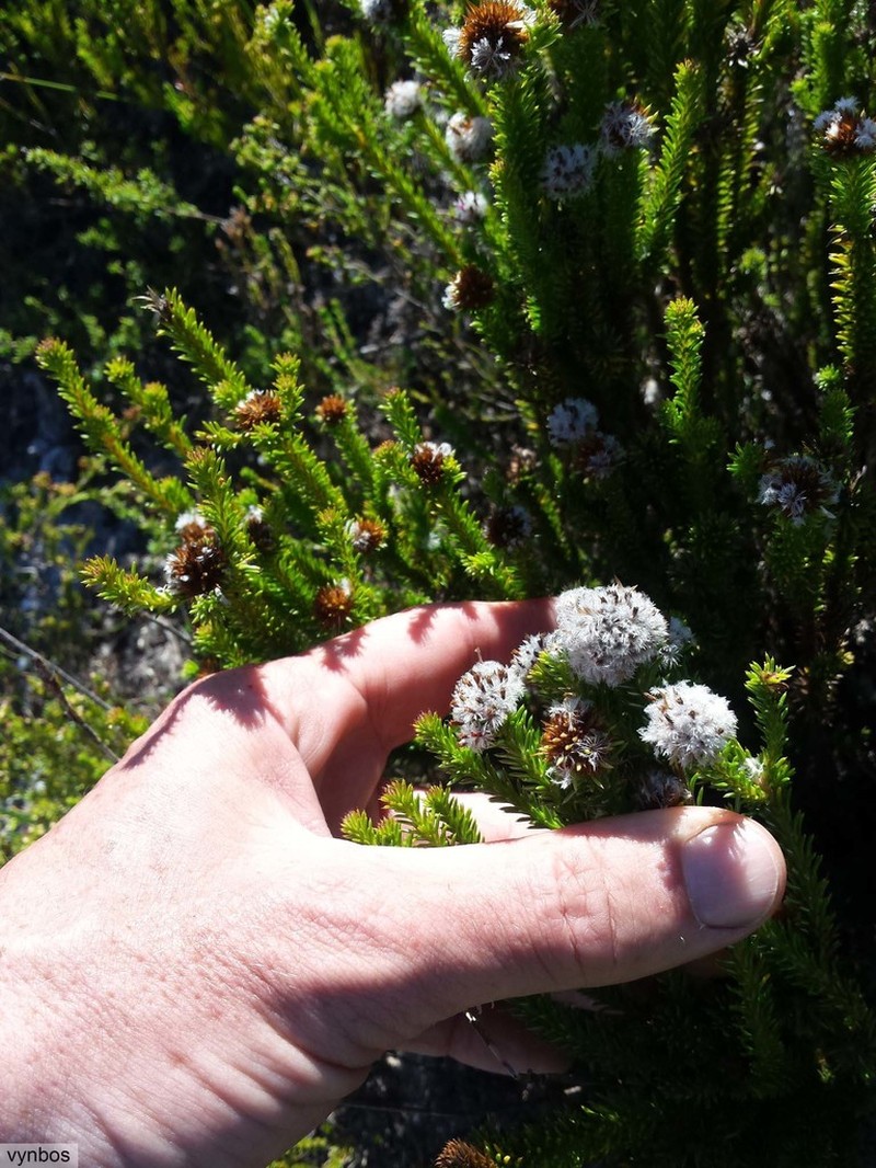 Agathosma hookeri photo 4
