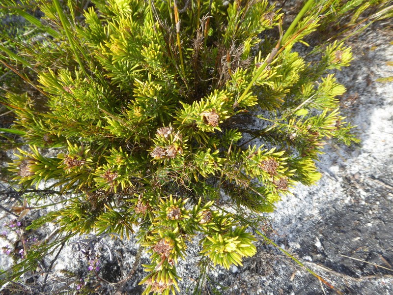 Agathosma hookeri photo 5