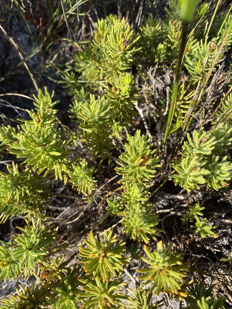 Agathosma hookeri photo 6