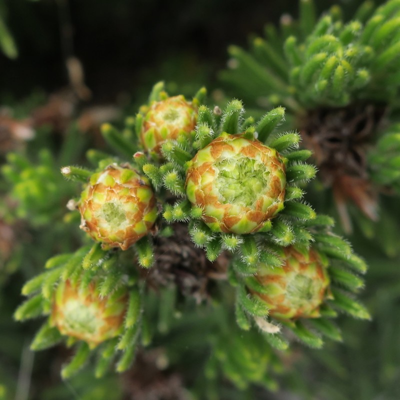 Agathosma hookeri photo 7