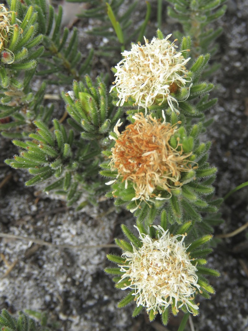Agathosma hookeri photo 8
