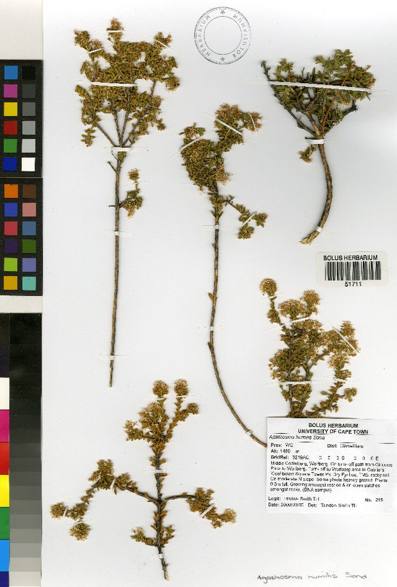 Agathosma humilis