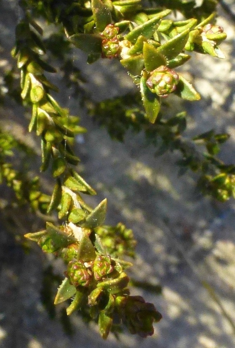Agathosma imbricata