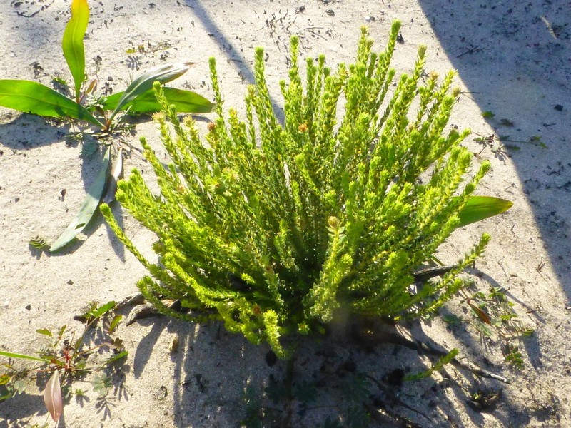 Agathosma imbricata photo 2