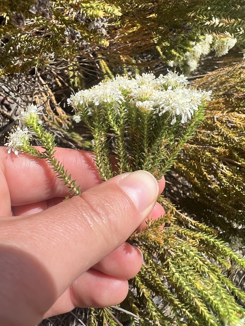 Agathosma imbricata photo 3