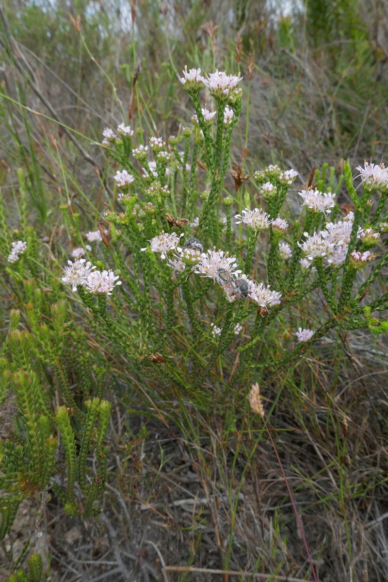 Agathosma imbricata photo 4