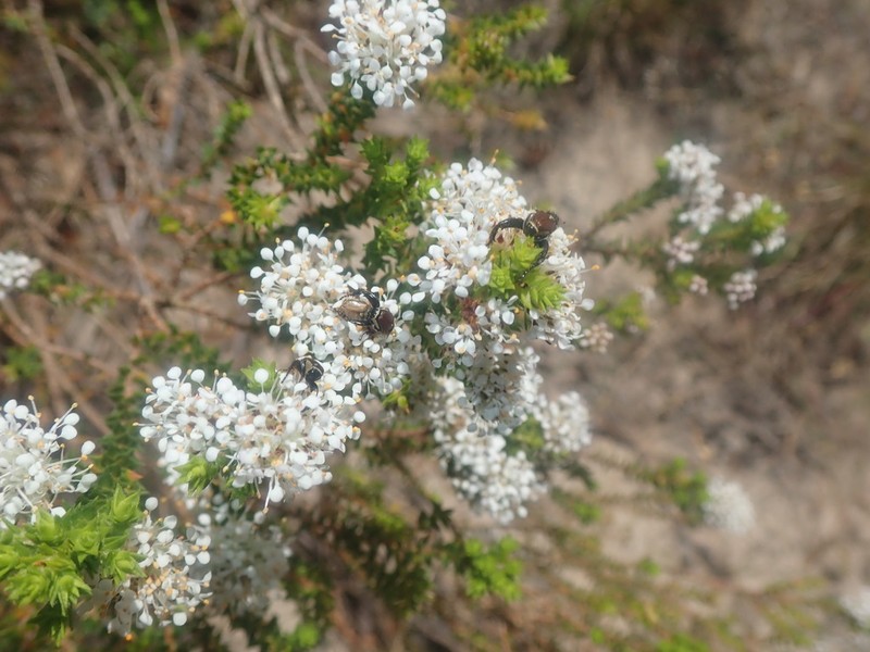 Agathosma imbricata photo 5