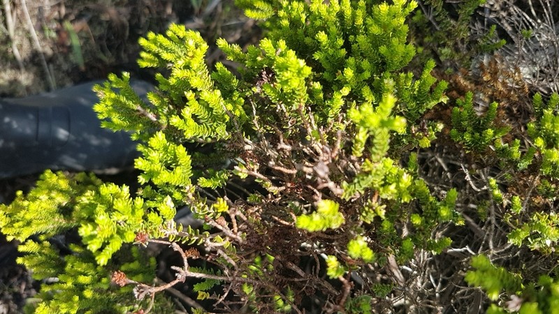 Agathosma imbricata photo 6