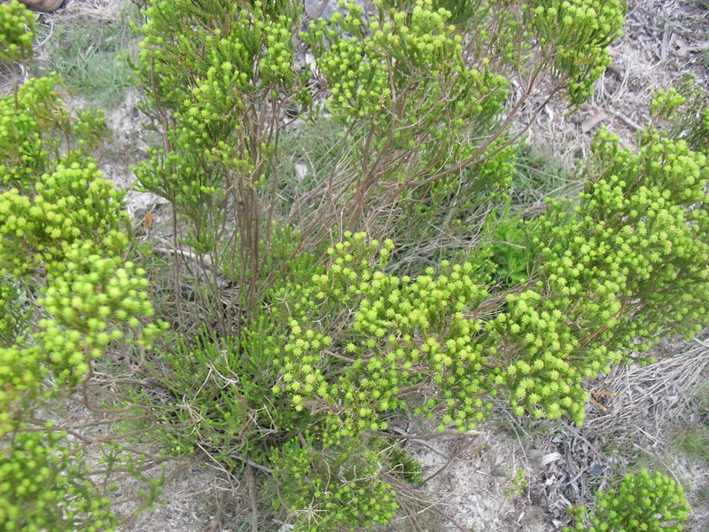 Agathosma imbricata photo 7