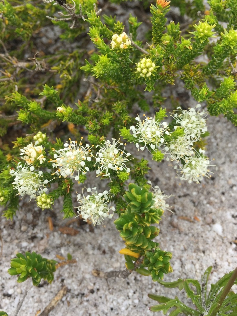 Agathosma imbricata photo 8
