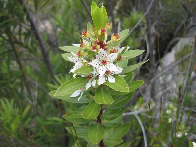 Agathosma insignis