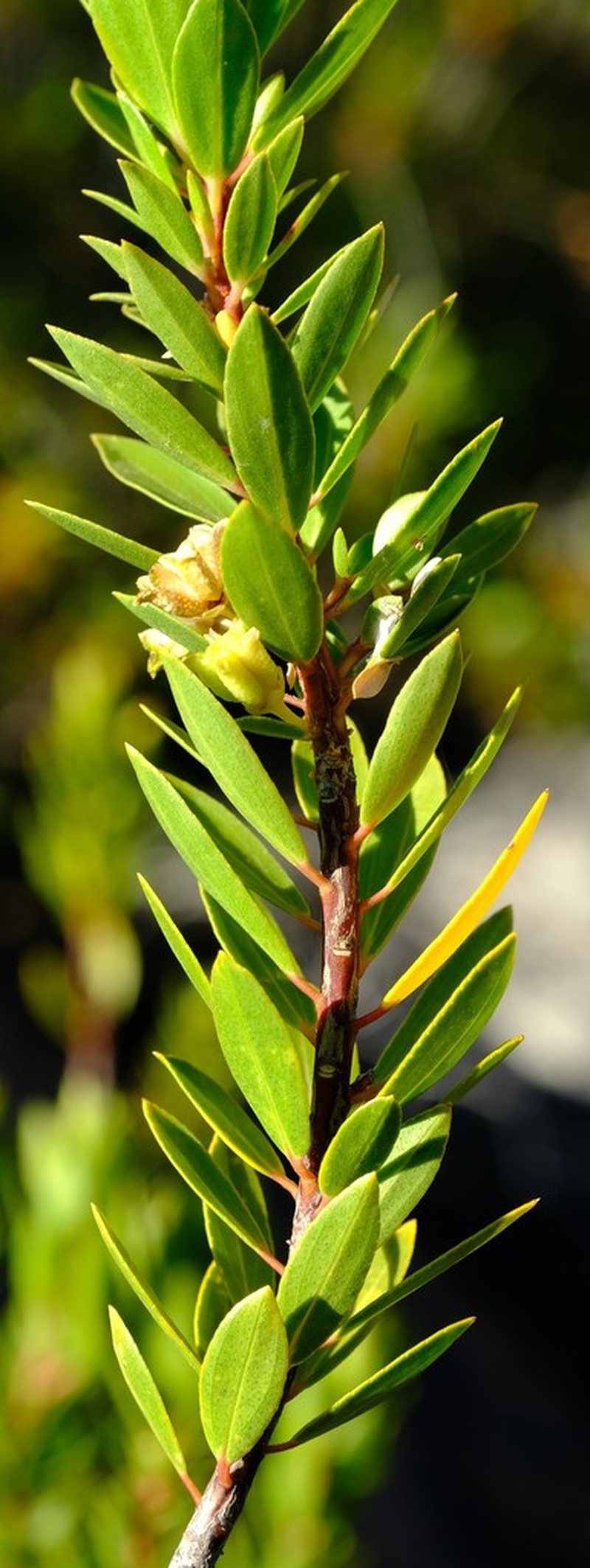 Agathosma insignis photo 2