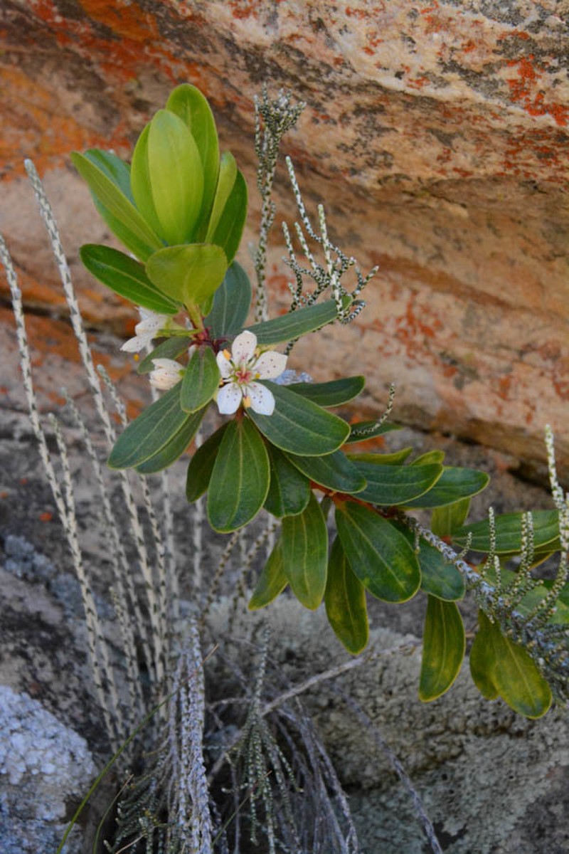 Agathosma insignis photo 3