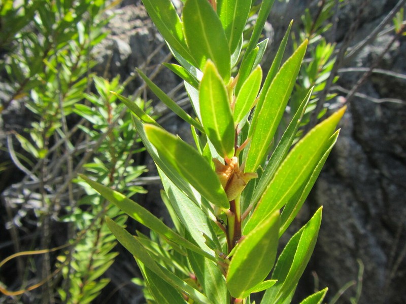 Agathosma insignis photo 4