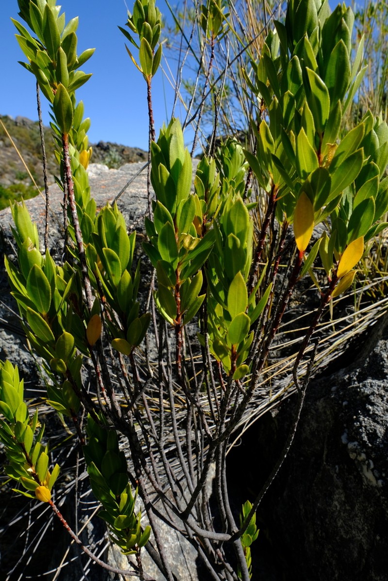 Agathosma insignis photo 5