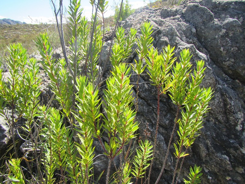 Agathosma insignis photo 6