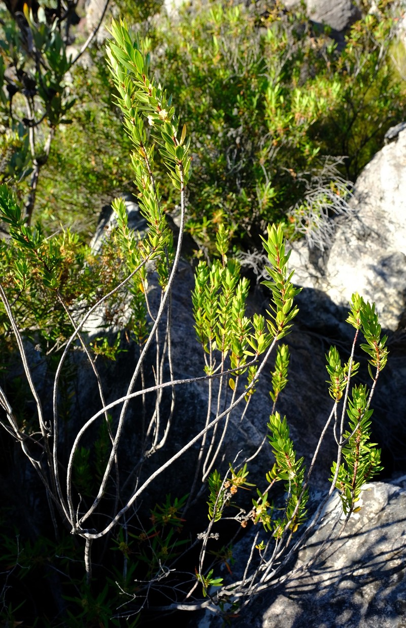Agathosma insignis photo 7