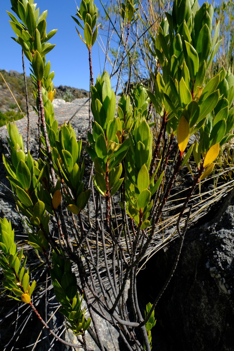 Agathosma insignis photo 8