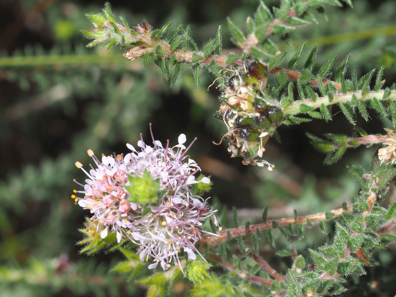 Agathosma juniperifolia photo 2