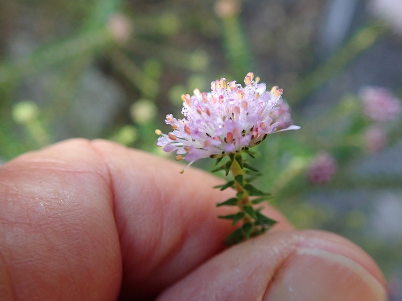 Agathosma juniperifolia photo 3