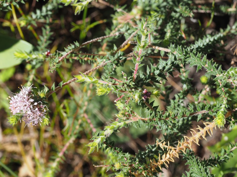 Agathosma juniperifolia photo 4