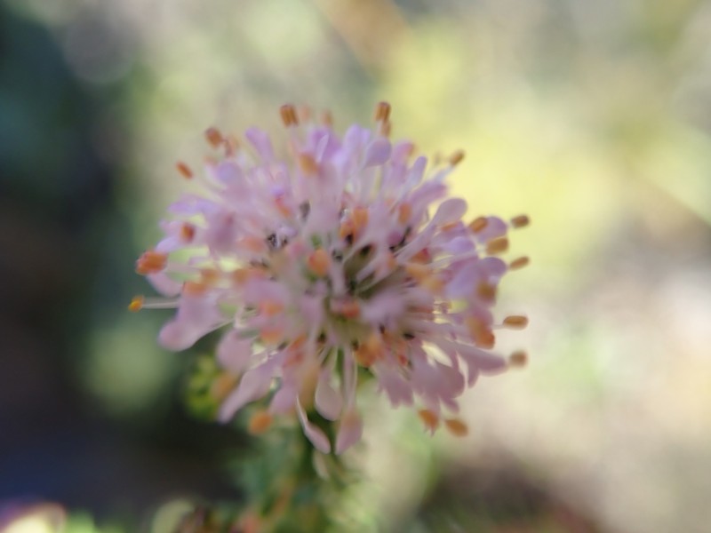 Agathosma juniperifolia photo 5
