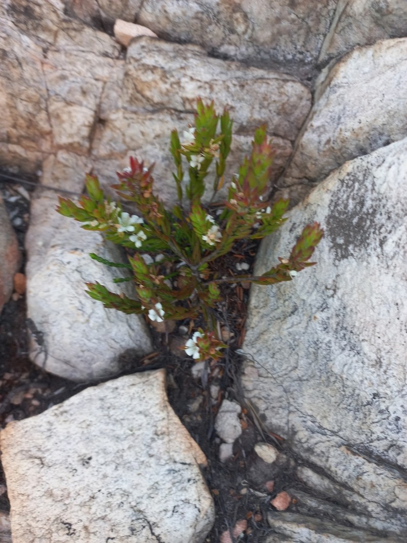 Agathosma kougaensis