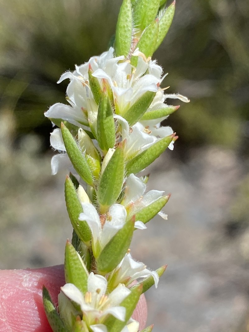 Agathosma kougaensis photo 2