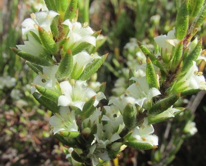 Agathosma kougaensis photo 4
