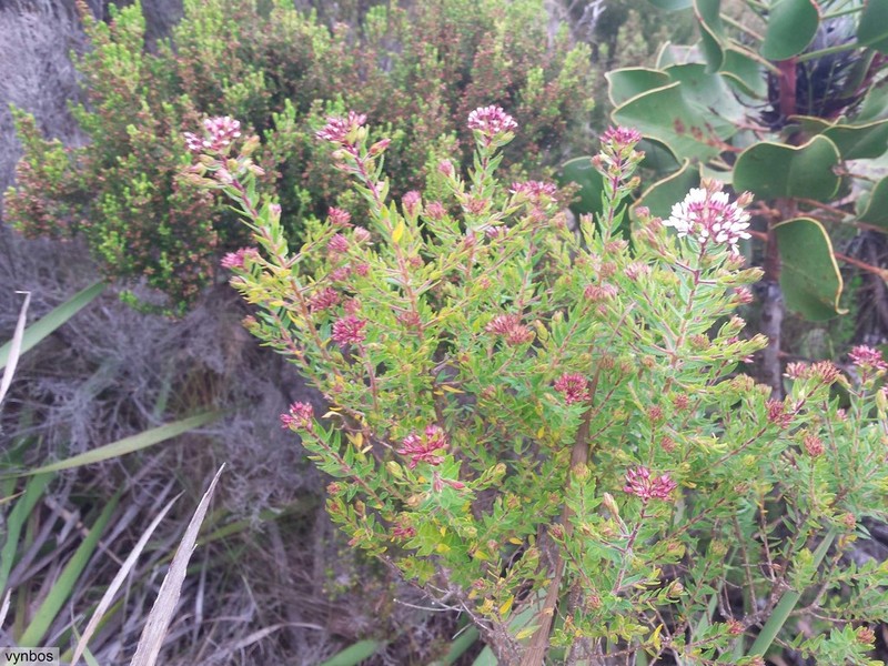 Agathosma lanceolata
