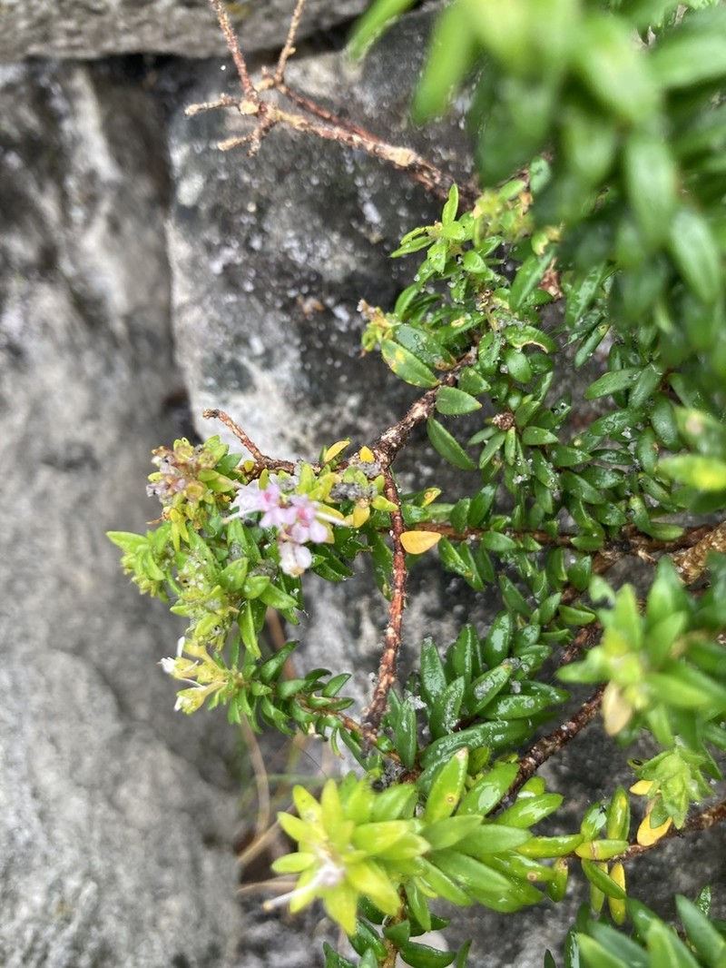 Agathosma lanceolata photo 2