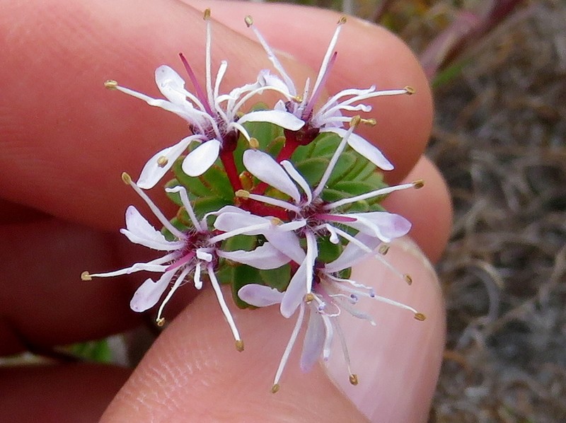 Agathosma lanceolata photo 3