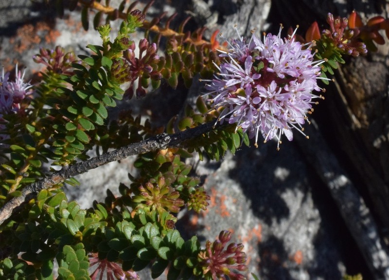 Agathosma lanceolata photo 4